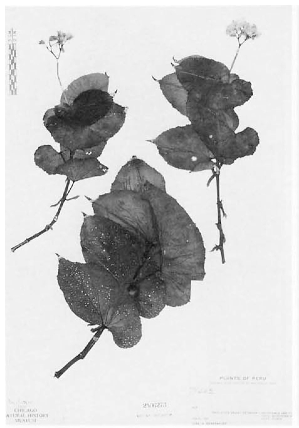 B. subspinulosa